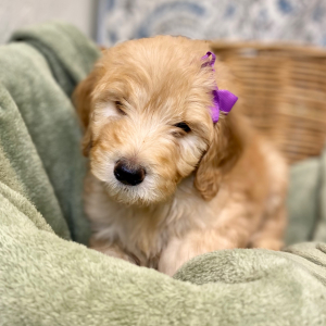 Goldendoodle Puppy Layna