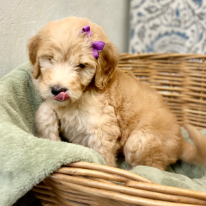 Goldendoodle Puppy Layna