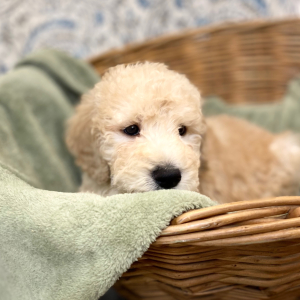 Goldendoodle Puppy Lamont