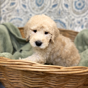 Goldendoodle Puppy Lamont