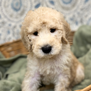 Goldendoodle Puppy Lamont