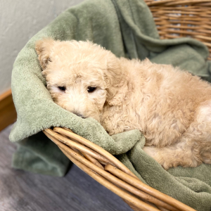 Goldendoodle Puppy Lamont