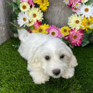 Coton de Tulear Puppy Hoover