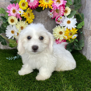 Coton de Tulear Puppy Hoover