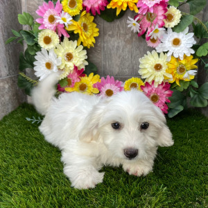Coton de Tulear Puppy Hoover