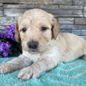 Goldendoodle Puppy Beth
