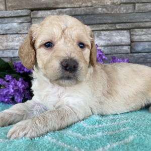 Goldendoodle Puppy Beth