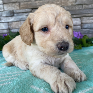 Goldendoodle Puppy Beth