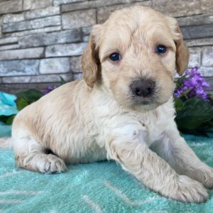 Goldendoodle Puppy Beth