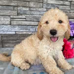 Goldendoodle Puppy Beth