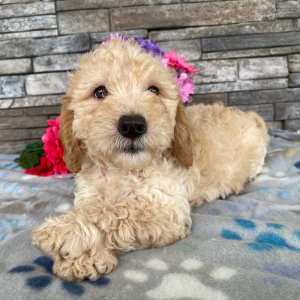 Goldendoodle Puppy Beth