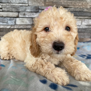 Goldendoodle Puppy Beth
