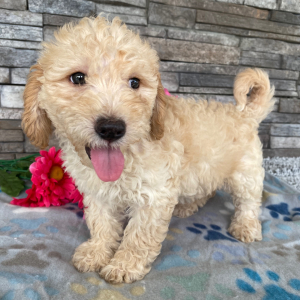 Goldendoodle Puppy Beth