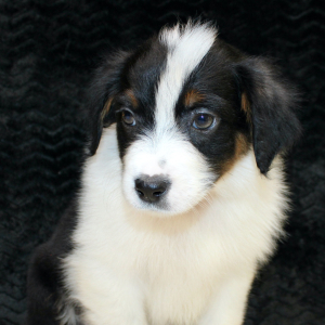 Australian Shepherd Puppy Danger