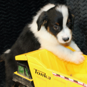 Australian Shepherd Puppy Danger