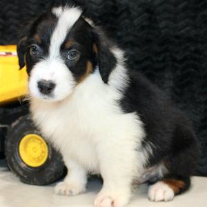 Australian Shepherd Puppy Danger