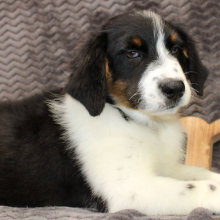 Australian Shepherd Puppy Danger
