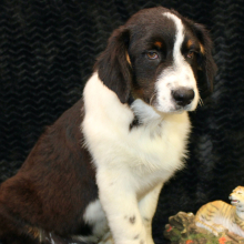 Australian Shepherd Puppy Danger