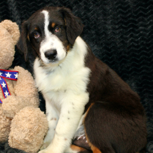Australian Shepherd Puppy Danger
