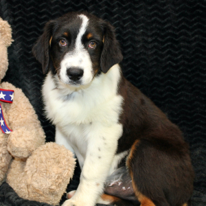 Australian Shepherd Puppy Danger