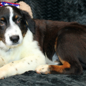 Australian Shepherd Puppy Danger