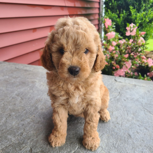 Goldendoodle Puppy Saylor
