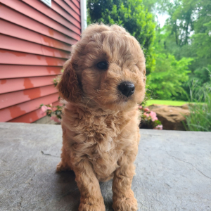 Goldendoodle Puppy Saylor