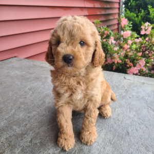 Goldendoodle Puppy Saylor