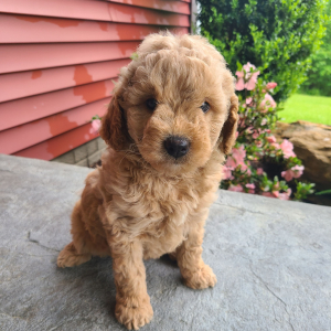 Goldendoodle Puppy Saylor