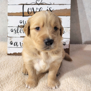 Golden Retriever Puppy Luke