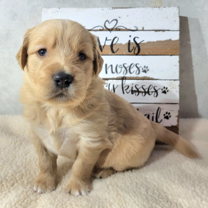Golden Retriever Puppy Luke