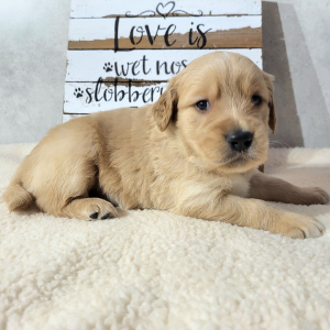 Golden Retriever Puppy Luke
