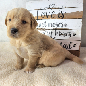 Golden Retriever Puppy Luke