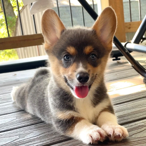Pembroke Welsh Corgi Puppy Scout
