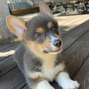 Pembroke Welsh Corgi Puppy Scout
