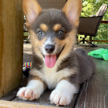 Pembroke Welsh Corgi Puppy Scout