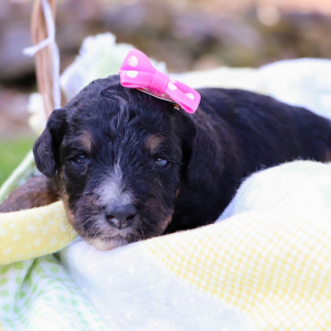 Bernedoodle Puppy Layla