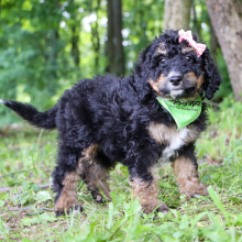 Bernedoodle Puppy Layla
