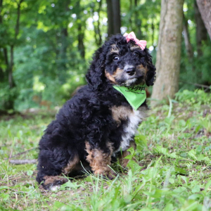Bernedoodle Puppy Layla