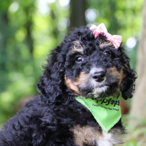 Bernedoodle Puppy Layla