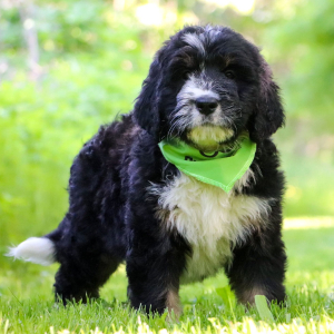 Bernedoodle Puppy Tabitha