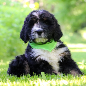 Bernedoodle Puppy Tabitha