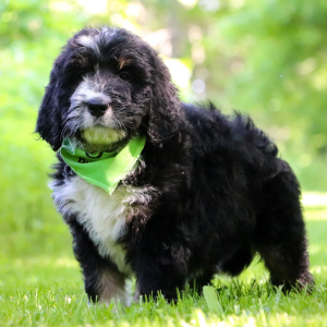 Bernedoodle Puppy Tabitha