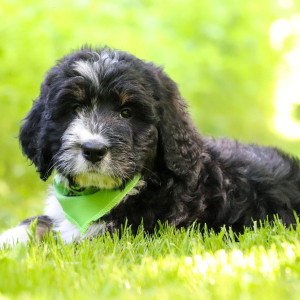 Bernedoodle Puppy Tabitha