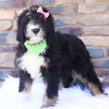 Bernedoodle Puppy Tabitha