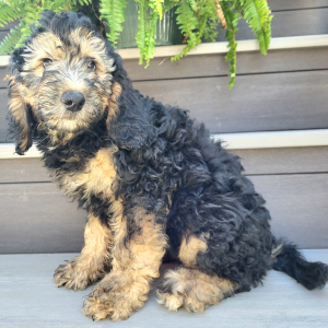 Bernedoodle Puppy Cassidy