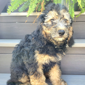 Bernedoodle Puppy Cassidy