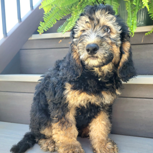 Bernedoodle Puppy Cassidy
