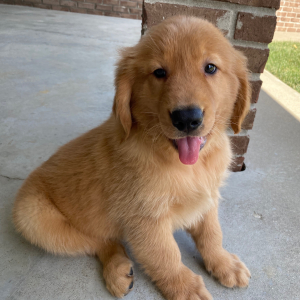 Golden Retriever Puppy Tilly