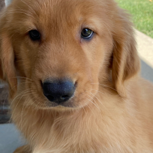 Golden Retriever Puppy Tilly